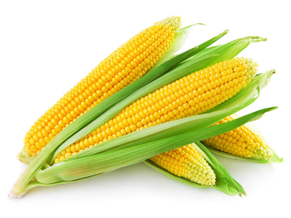 Maíz Dulce | Millo | Propiedades del maíz dulce