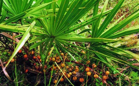 El saw palmetto como planta medicinal.