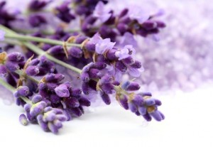 Lavanda | Lavándula | Propiedades de la lavanda