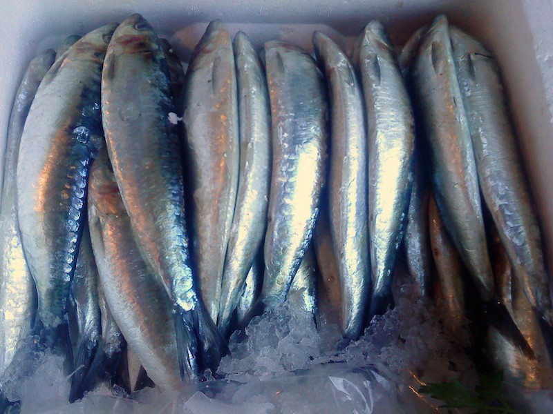 La sardina, el pescado azul por excelencia