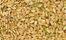 ¿Qué cereales contienen más vitamina D?