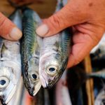 causas del mercurio en el pescado