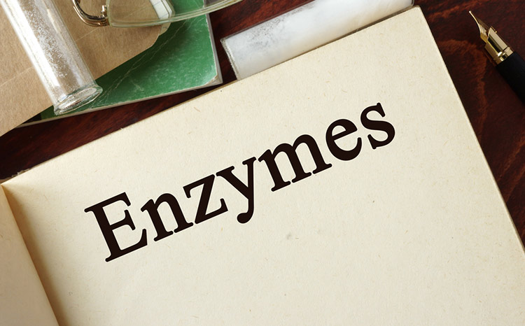 como funcionan las enzimas