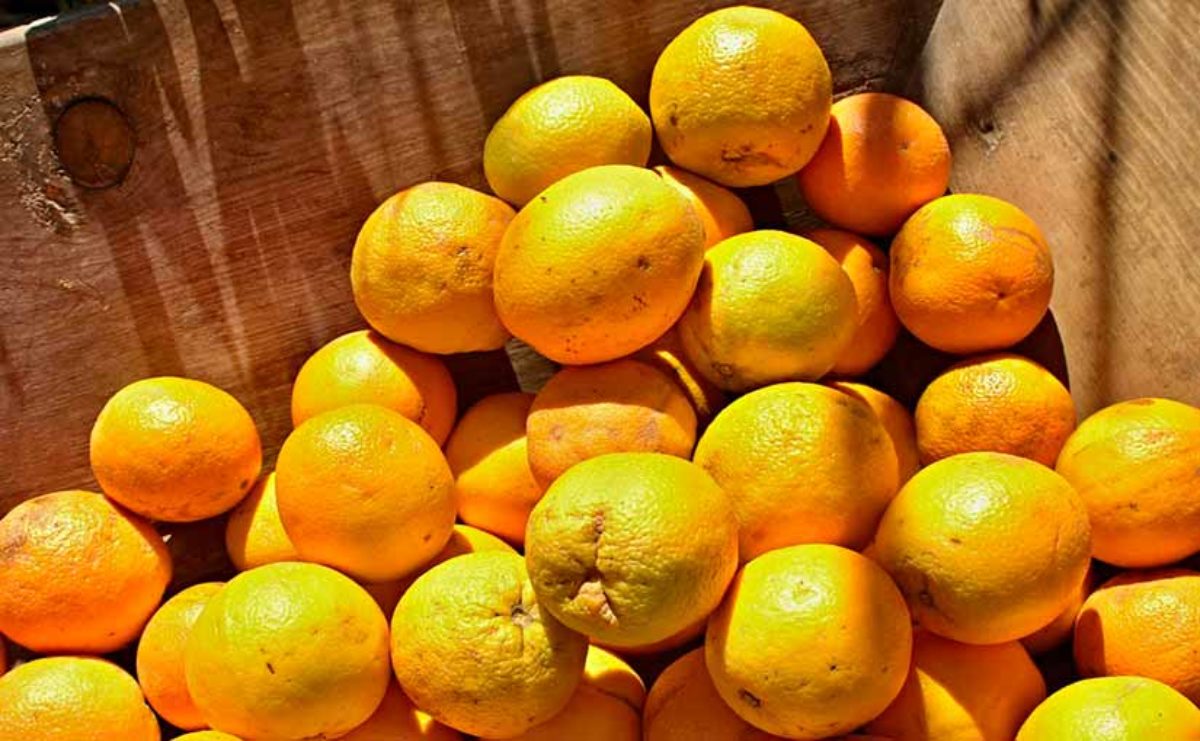 La naranja agria, sus beneficios y usos | Naranja agría propiedades