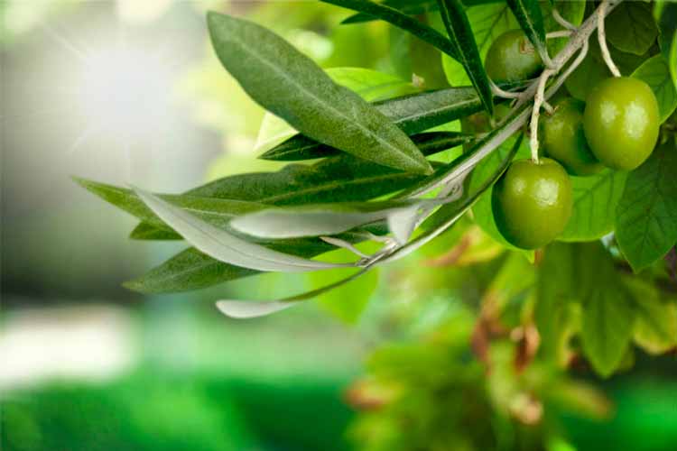 Beneficios y propiedades de las hojas de olivo
